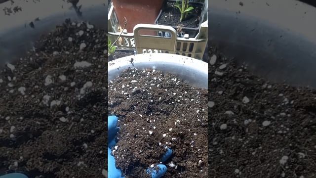 📦РАСПАКОВКА посылок с крупнолистными ГОРТЕНЗИЯМИ🌺, заказанных через Валберис #гортензиякрупнолистна
