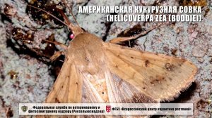 Американская кукурузная совка (Helicoverpa zea (Boddie))