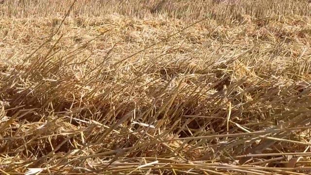 8/1 осмотр после уборки смотреть онлайн