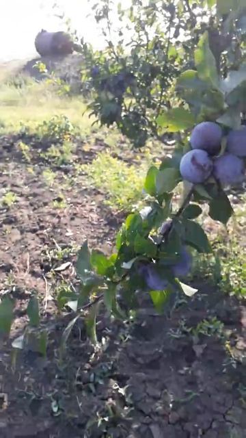 Слива на продажу Молдова смотреть онлайн