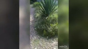 РУМТУР Где РЫЖИЙ ТИГР