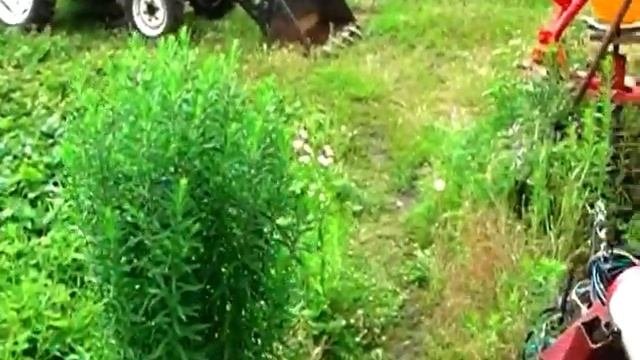 Падолица чеснока  Начало уборки срывается