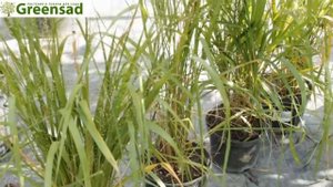 Полевичка видная эрагростис видео обзор от Greensad
