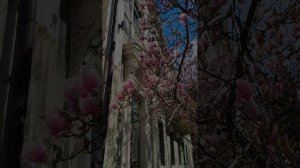 Крым, Ялта, март 2025 🌸🏵🌼🌻🌺