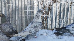 18.03.2025г Обзор Голубей 👍, Египетские 🇪🇬 Сокола!