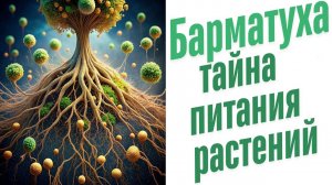 Какие функции у корней растения?