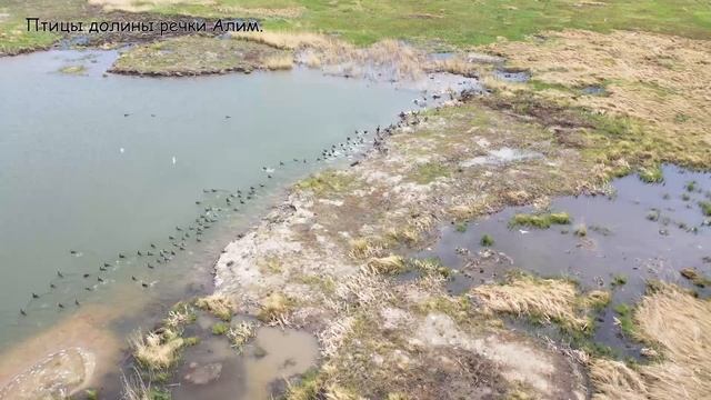 Птицы долины реки Алим смотреть онлайн