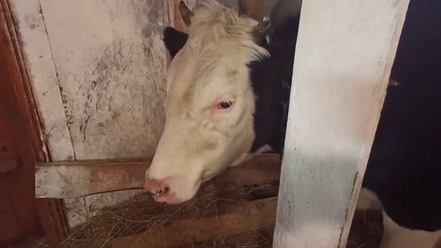 Обход по Хозяйству! Управляюсь! Я не жалуюсь просто устала 😞 смотреть онлайн