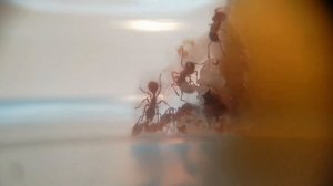 Новая МИРМИКА! Обзор моей новой колонии Myrmica rubra.!
