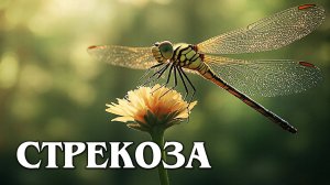 Стрекоза: Древнейший Хищник Планеты Земля | Интересные факты про стрекозу