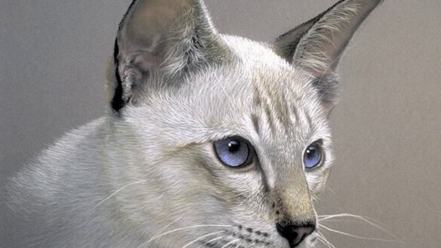 кошки смотреть онлайн