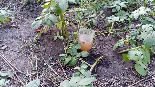 Слизни Экономный полив Грядка Хольцера #огород #полив  #вредители