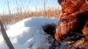 один день капканного промысла, проверяю капканы и ловушки..