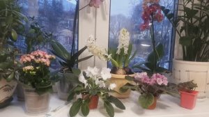 Как ухаживать Весной! Залог успеха для Фиалок!