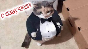 ПРИКОЛЫ С КОТАМИ! СМЕШНЫЕ КОТЫ ДО СЛЁЗ! Смешная ОЗВУЧКА ЖИВОТНЫХ!