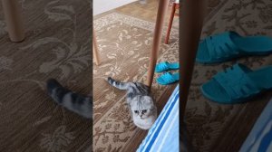 Милка хочет котика