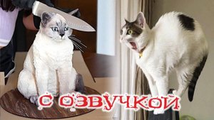 Приколы с котами! Самая смешная озвучка животных! ПРИКОЛЫ С ЖИВОТНЫМИ 2025