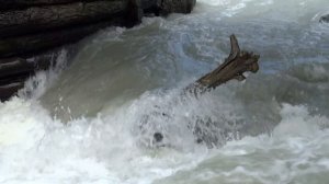 порог Бегемот