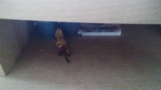 Маша иКристинка Играю в симс. Показываю 3 этаж смотреть онлайн