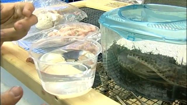 How to Care for Spotted Pythons : Thawing Spotted Python Food