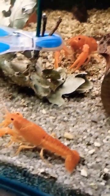 флоридский рак и дубовые листья #aquarium #subscribe #рак #fish #разводня смотреть онлайн