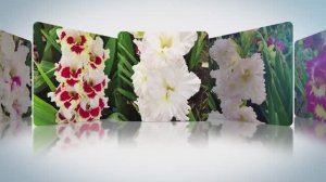 Мои гладиолусы