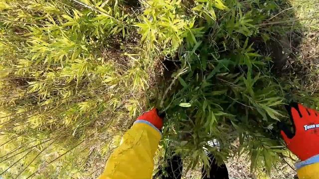 オオキンケイギク駆除作業　2024年５月２４日　正法寺川藍住橋下流猪熊橋２日目 смотреть онлайн