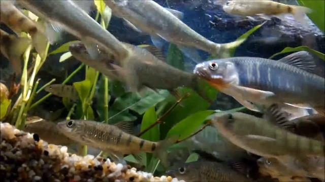 100s fish,aquarium freshwater fish。 SS - 99 Taiwan Zacco platypus website