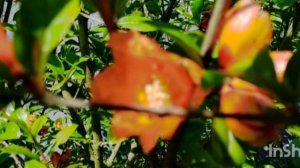 Свежие цветы