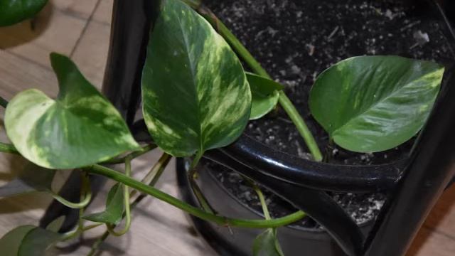 Epipremnum/Devil's ivy -pnącze domowe/ the house vine [ENG SUB] смотреть онлайн