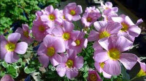 Oxalis obtusa lilac
