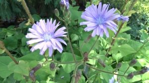 Cicerbita macrophylla subsp. uralensis (mléčivec velkolistý)