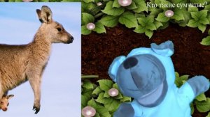 Кто такие сумчатые  животные