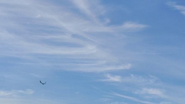 Голуби СВГ Сергиенко Д.С. смотреть онлайн