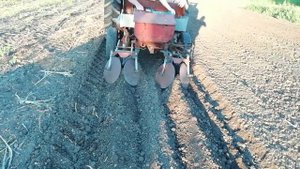 Посадка картофеля  вторым урожаем на омоложение. Семена.