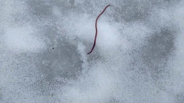 Дождевые черви на снегу. Удивительно. смотреть онлайн