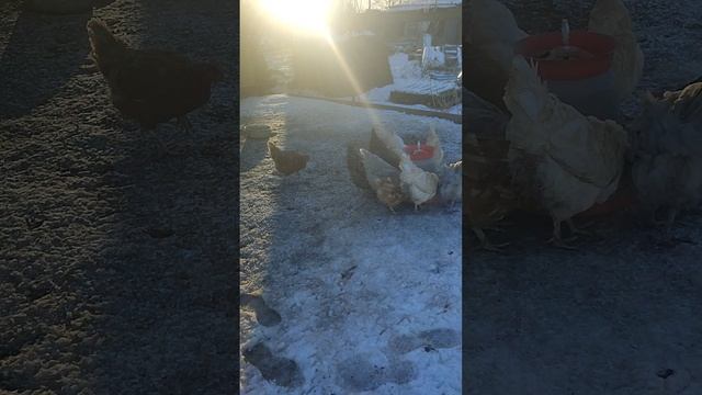 Доброе утро из деревни 🏠 Хозяюшка Лапа, волкодав Ева 🐈 и курочки🐔