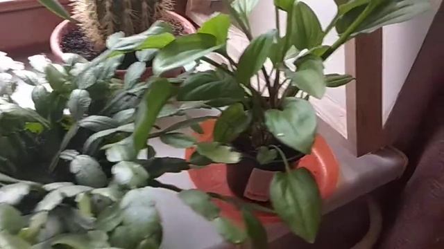 домашние цветы смотреть онлайн