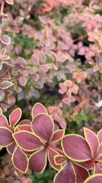 Подходит ли барбарис для благоустройства сада❓Читай описание в комментарии (в закреплённом). ⬇️ смотреть онлайн