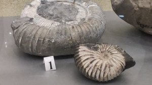 Минералы и окаменелости Геленджика