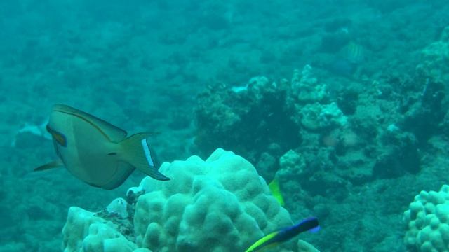Surgeonfish Cleaning Station смотреть онлайн