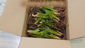 Упаковка и отправка карликовых Ирисов ☘ Весенняя пересылка Ирисов