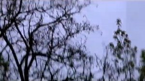 Крик птицы.