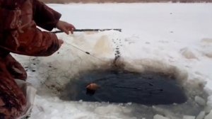 РЫБАЛКА НА СЕТИ , как ставить сеть и проверять одному без напарника, золотистый карась