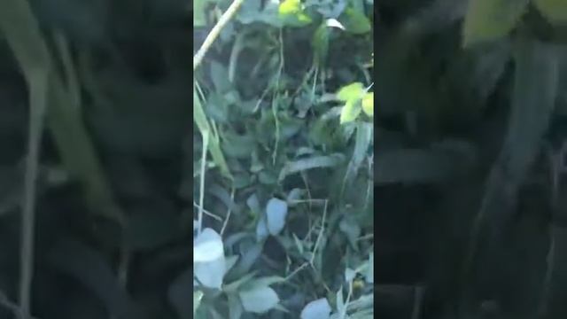 Syntropic Agroforestry in Australia: Video 19 смотреть онлайн