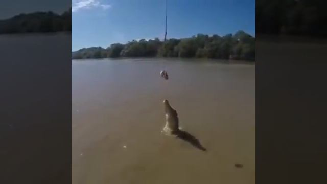 Насколько сильный хвост у крокодила! смотреть онлайн