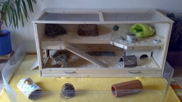 что катигаричиские нельзя есть морским свинкам .🐷 смотреть онлайн