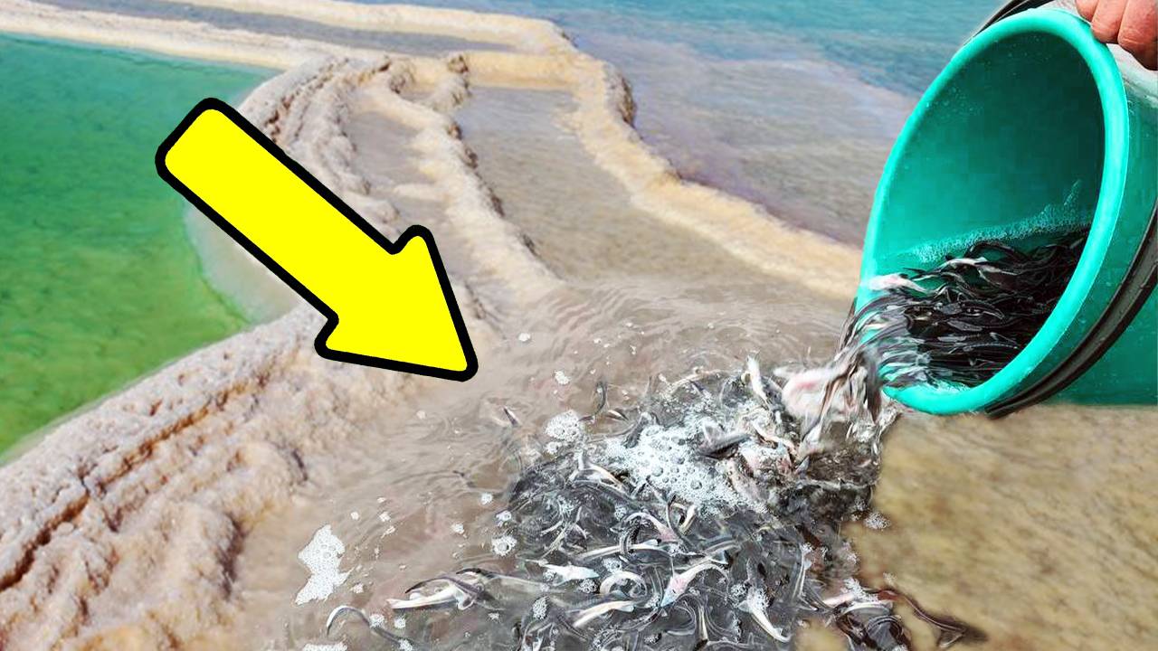 В Мёртвое море выпустили миллионы рыб! Учёные решились провести эксперимент.