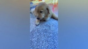 BEST CUBE compilation v46 #funnyvideos #trynottolaugh #memescompilation