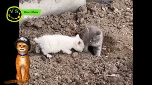ХОЛЛИ БАМ ПЕСНЯ ПРО КОТЯТ ХУЛЛИГАН @HolyBaam